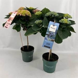Hydrangea Magical(r) Flowertree Mix