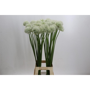 Allium Mount Everest