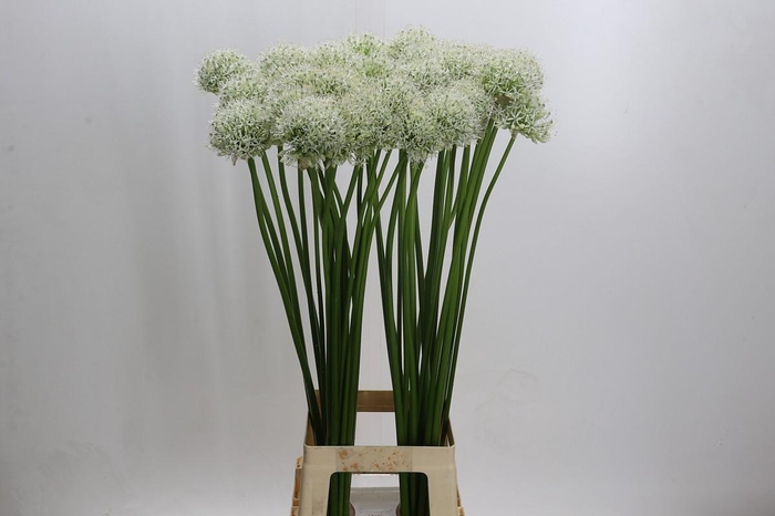 <h4>Allium Mount Everest</h4>