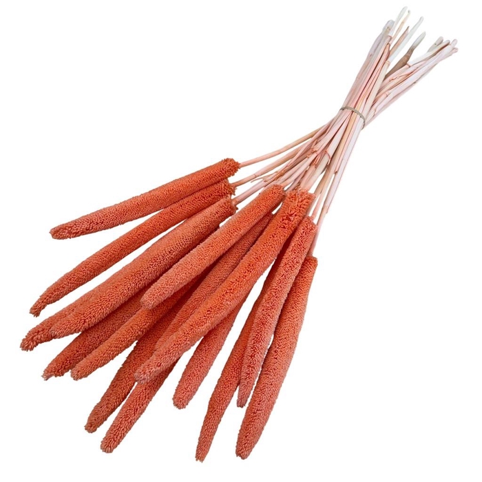 <h4>Droogbloem Babala 70cm x15</h4>