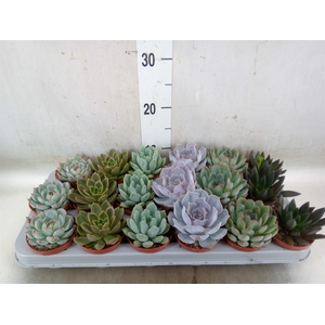 Echeveria   ...mix