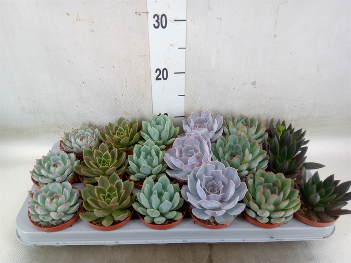 <h4>Echeveria   ...mix</h4>
