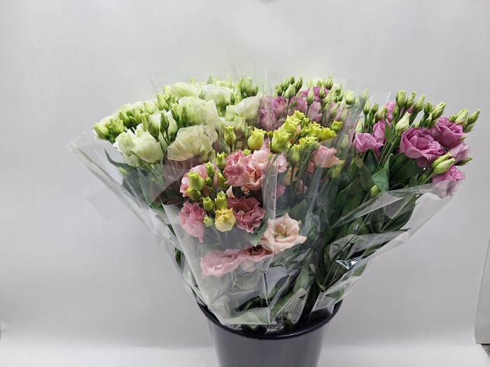 Mono Lisianthus ass x 5