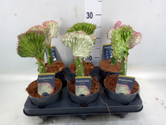 <h4>Euphorbia lactea 'Cristata'</h4>