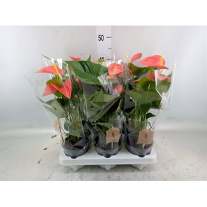 Anthurium andr. 'Prince of Orange'