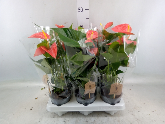 <h4>Anthurium andr. 'Prince of Orange'</h4>