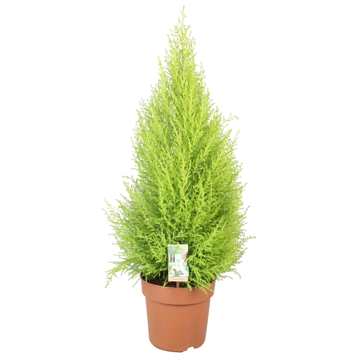 <h4>Cupressus Goldcrest Wilma - hoogte 80-90</h4>