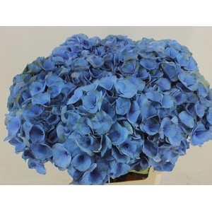 HYDR M ROY CROWN BL