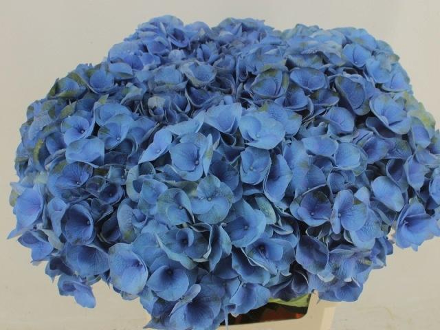 <h4>HYDR M ROY CROWN BL</h4>