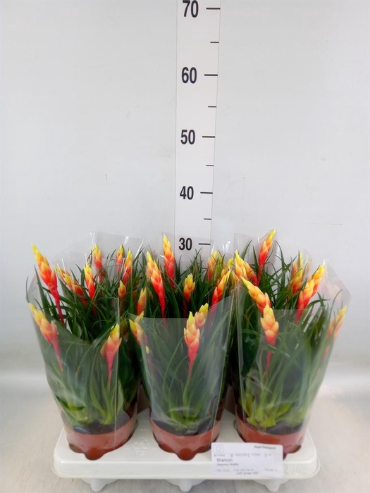 <h4>Vriesea  'Shannon'</h4>