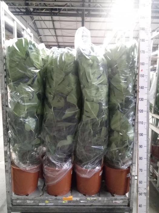 <h4>Monstera delic.</h4>