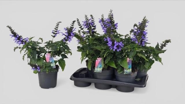 <h4>SALVIA LAKE COMO</h4>