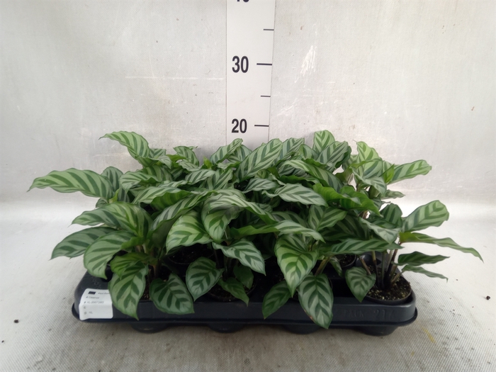 <h4>Calathea  'Freddie'</h4>