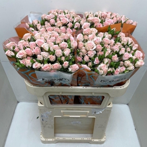 Rosa TR 'Lydia' BRAAM