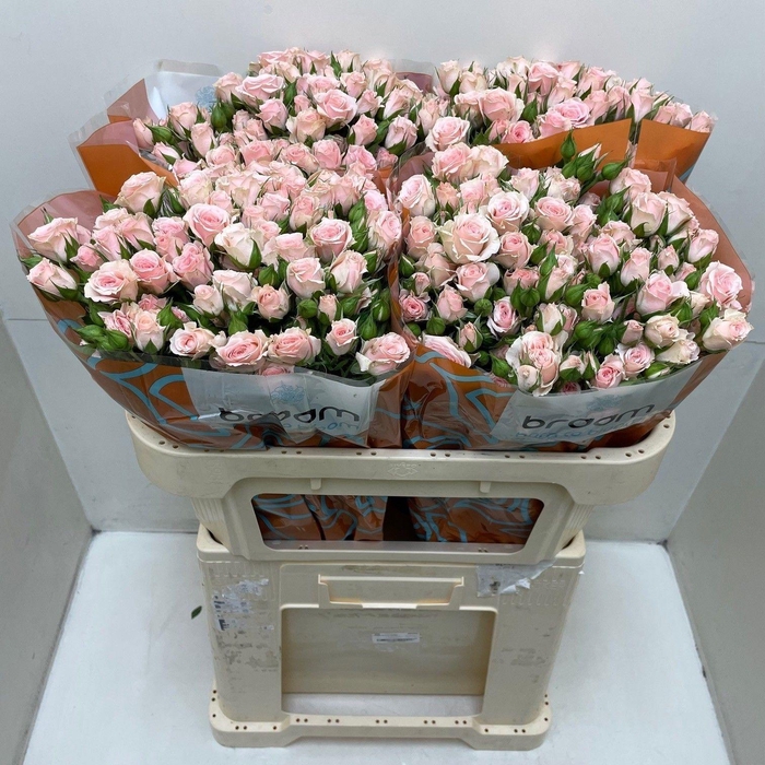 <h4>Rosa TR 'Lydia' BRAAM</h4>