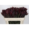 Leucadendron Saf Sunset Dark R.