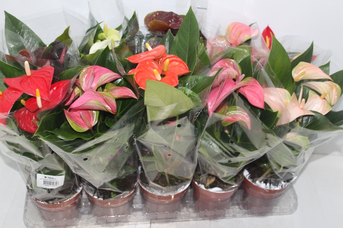 <h4>ANTHURIUM VARIADO P12</h4>