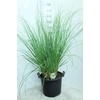 Cortaderia selloana Pumila