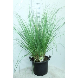 Cortaderia selloana Pumila