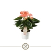 Anthurium Andreanum salmon Spirit Rosa