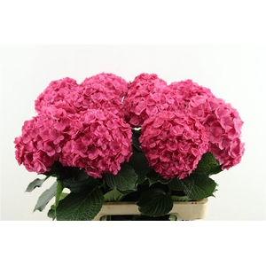 Hydr M Royal Anastasia 60-16