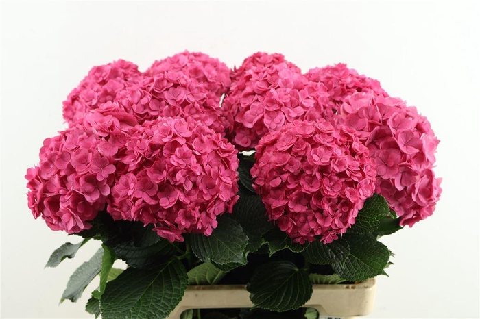 <h4>Hydr M Royal Anastasia 60-16</h4>