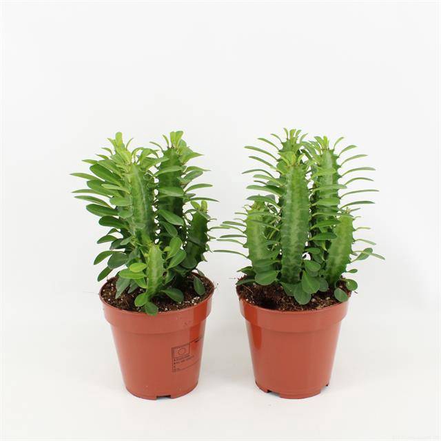 Euphorbia trigona