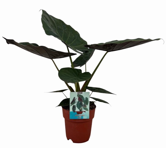 <h4>Alocasia Wentii</h4>