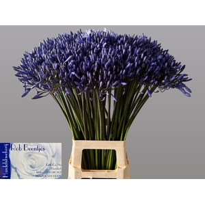 Agapanthus Dr Brouwer Beentjes