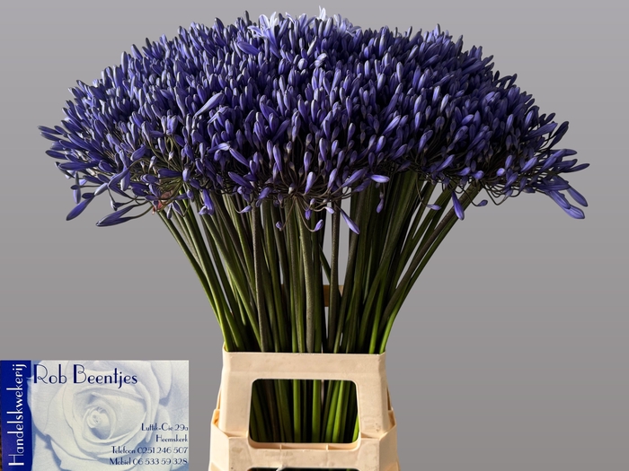 <h4>Agapanthus Dr Brouwer Beentjes</h4>