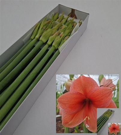 <h4>Hipp Ga Desire</h4>