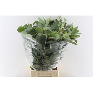 Euca Populus 300 Gram Extra Pt