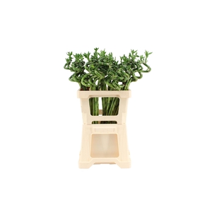 Lucky Bamboo Spiraal 60