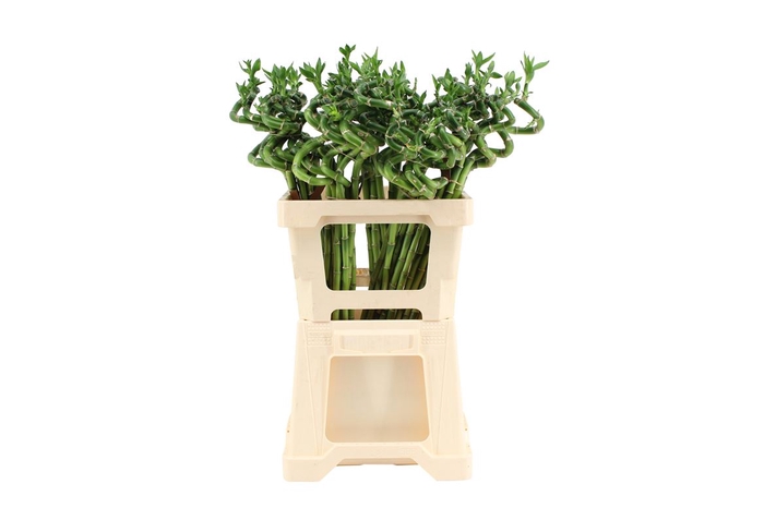 Lucky Bamboo Spiraal 60