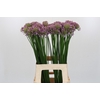 Allium Senescens