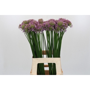 Allium Senescens