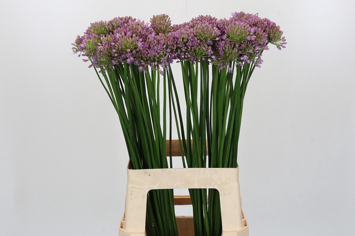 <h4>Allium Senescens</h4>