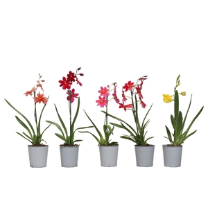 Cambria Nelly Mix 1tak kort