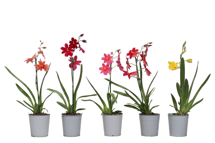 <h4>Cambria Nelly Mix 1tak kort</h4>