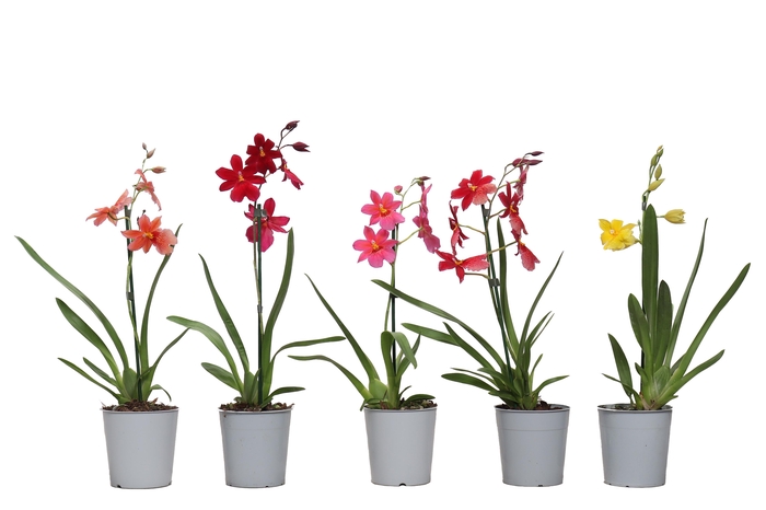 <h4>Cambria Nelly Mix 1tak kort</h4>