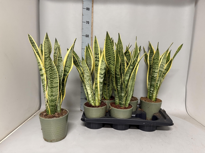 <h4>SANSEV LAURENTII</h4>