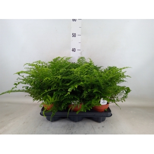 Asplenium  'Parvati'