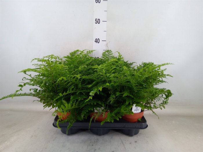 <h4>Asplenium  'Parvati'</h4>
