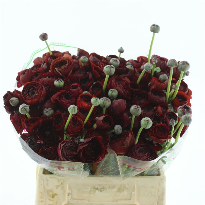 <h4>Ran Su Sr Cioccolato (donker Lila)</h4>