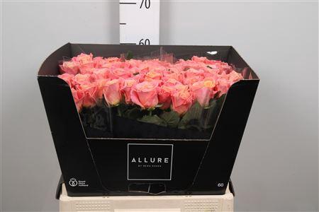 <h4>R Gr Miss Piggy+</h4>