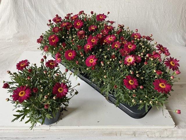 <h4>ARG PERC RED</h4>