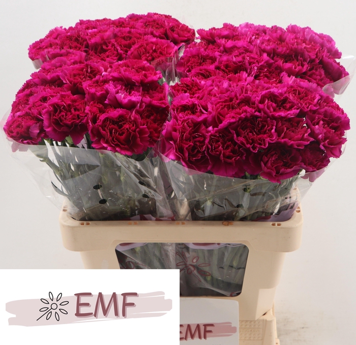 <h4>DI ST YUKARI VIOLET</h4>