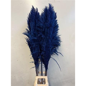 Cortaderia Blue