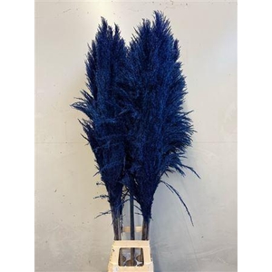 Cortaderia Blue