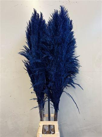 <h4>Cortaderia Blue</h4>